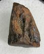 Triceratops Shed Tooth - Montana #21413-1